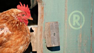 RUSSO Blog Image Chicken